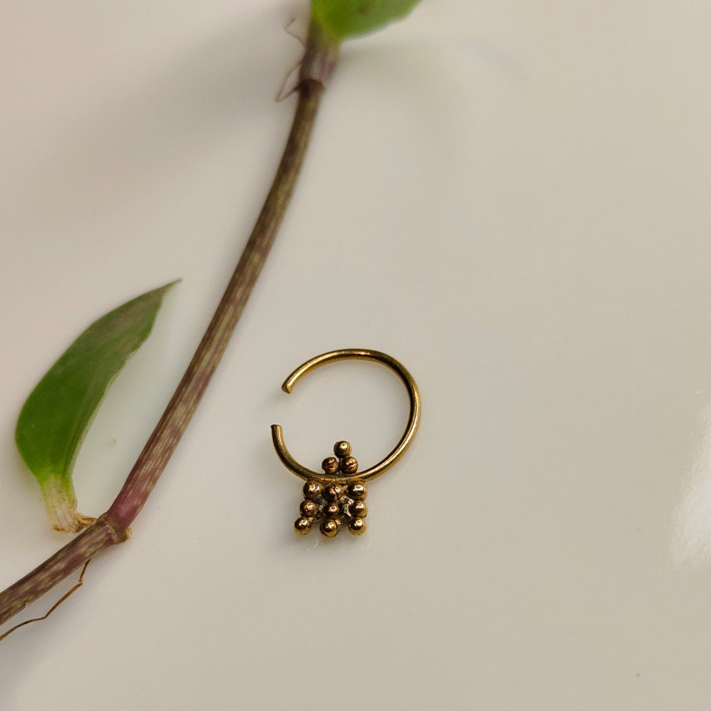 Manjari septum