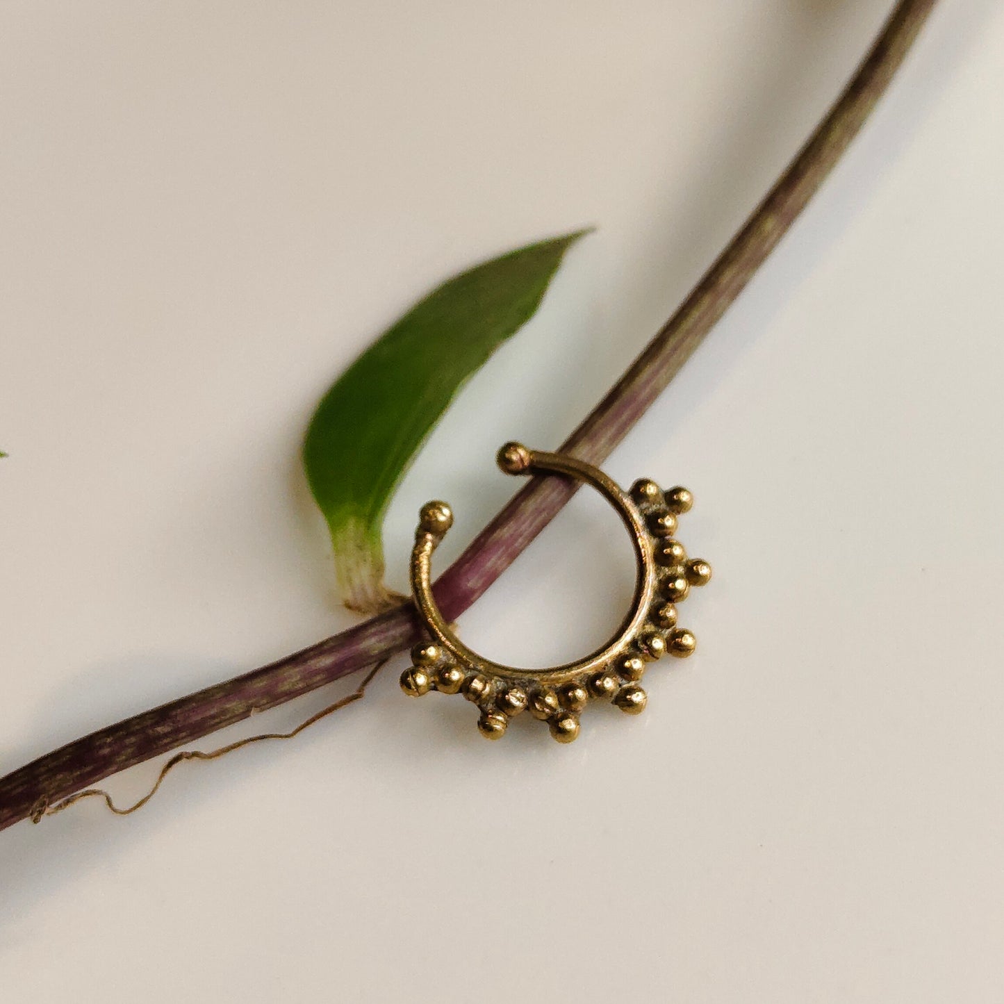 Tarika septum